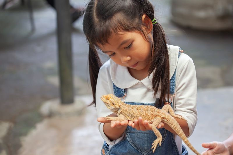 Bearded Dragon