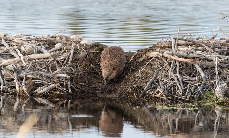 Beaver Dams along Fall River