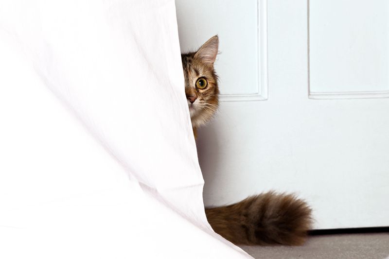 Behind the Curtains