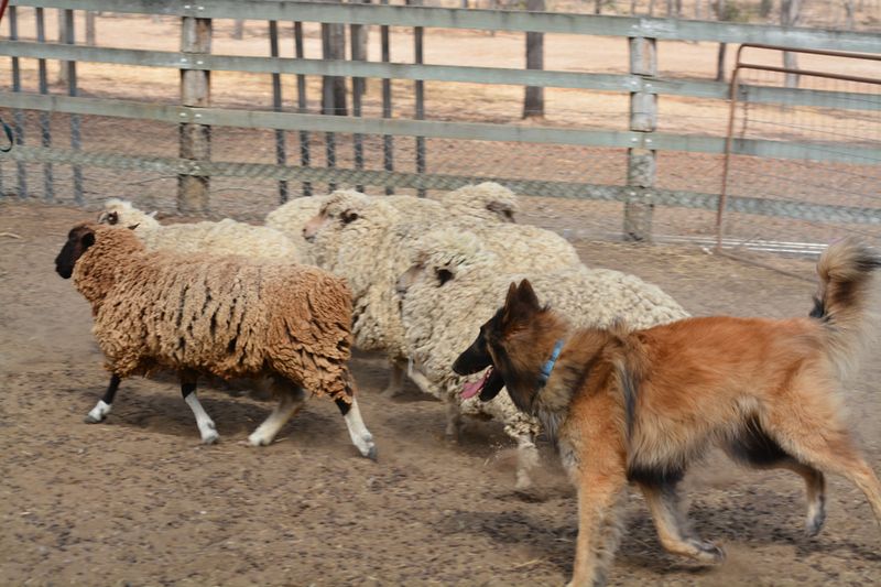 Belgian Malinois