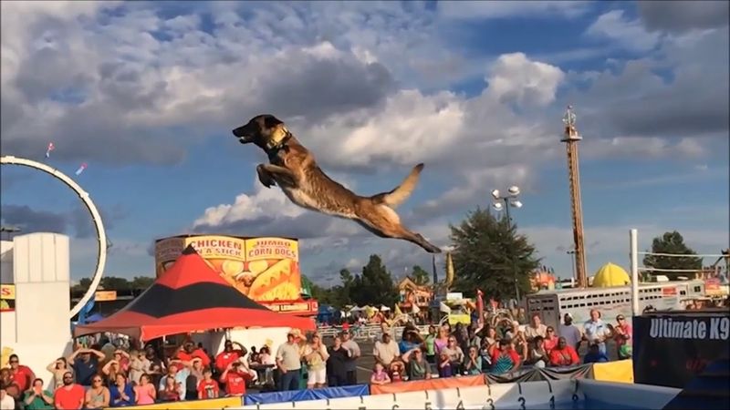 Belgian Malinois