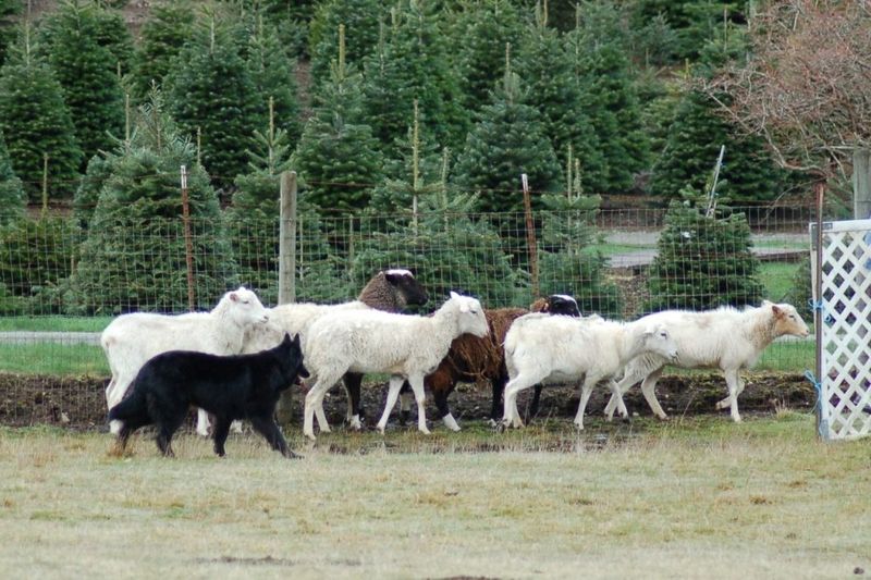 Belgian Sheepdog