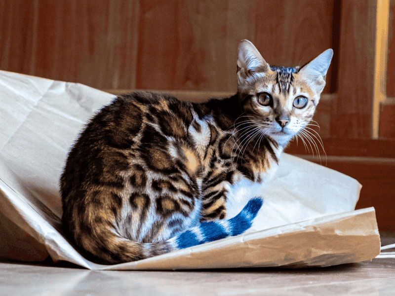 Bengal