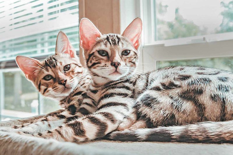 Bengal