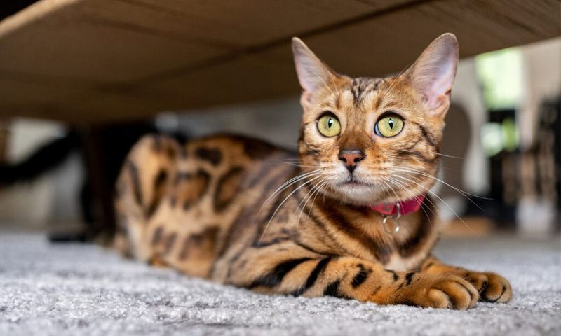 Bengal