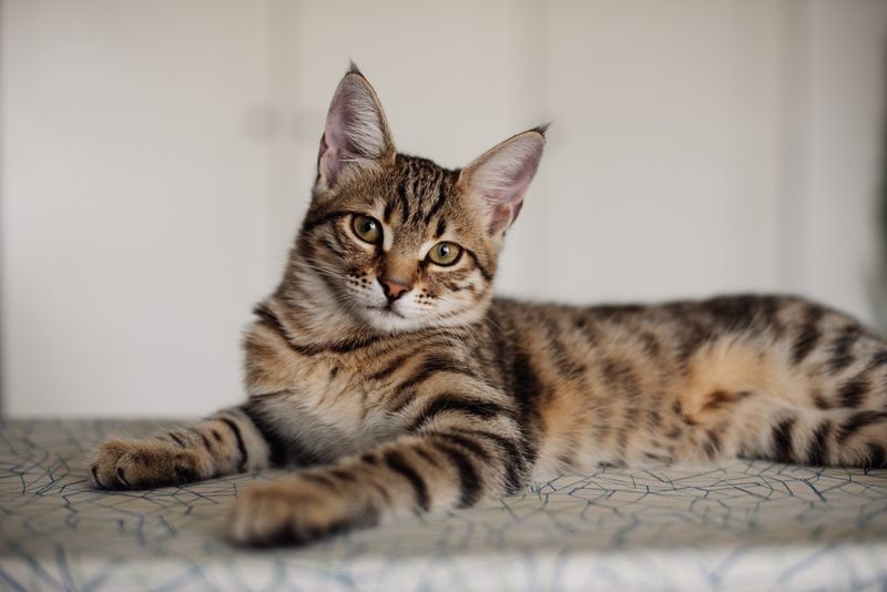 Bengal