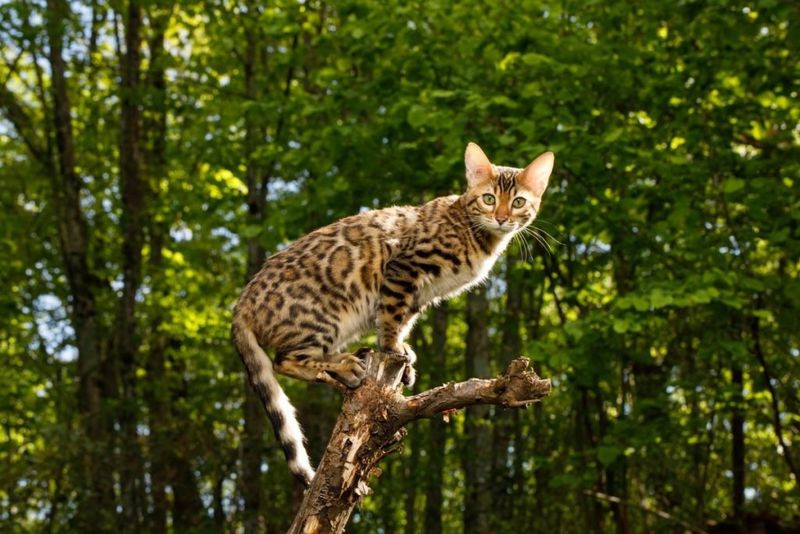Bengal