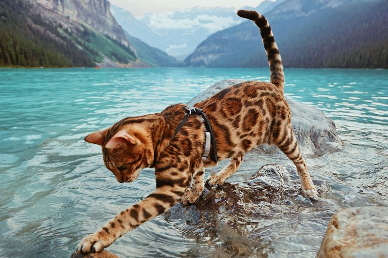 Bengal Cat