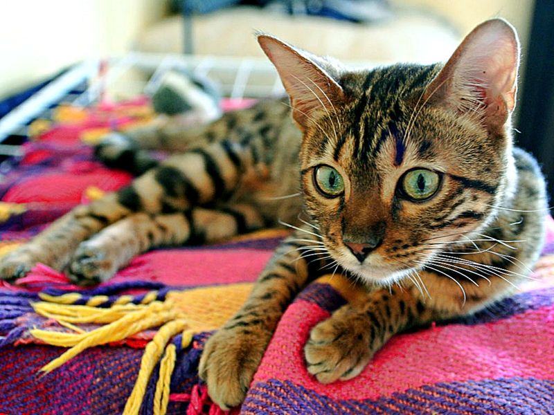 Bengal Cat