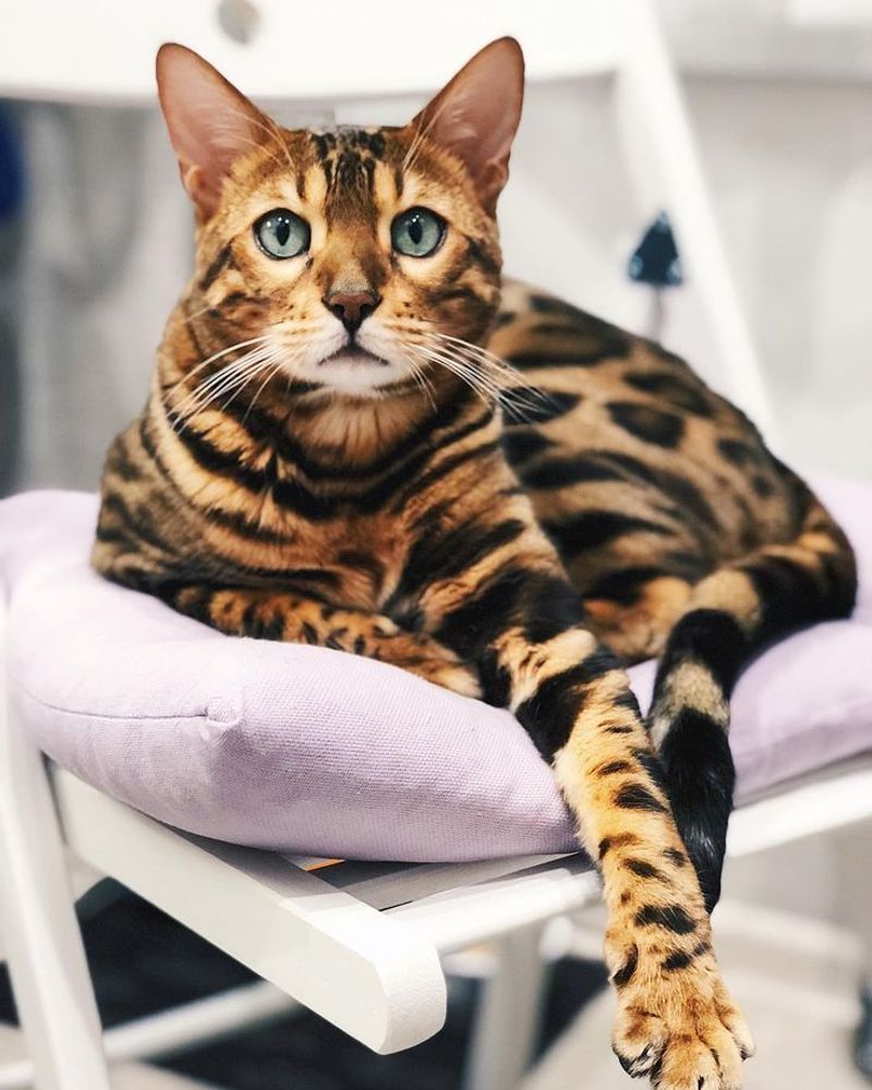 Bengal Cat