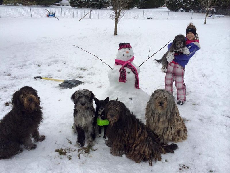 Bergamasco Sheepdog