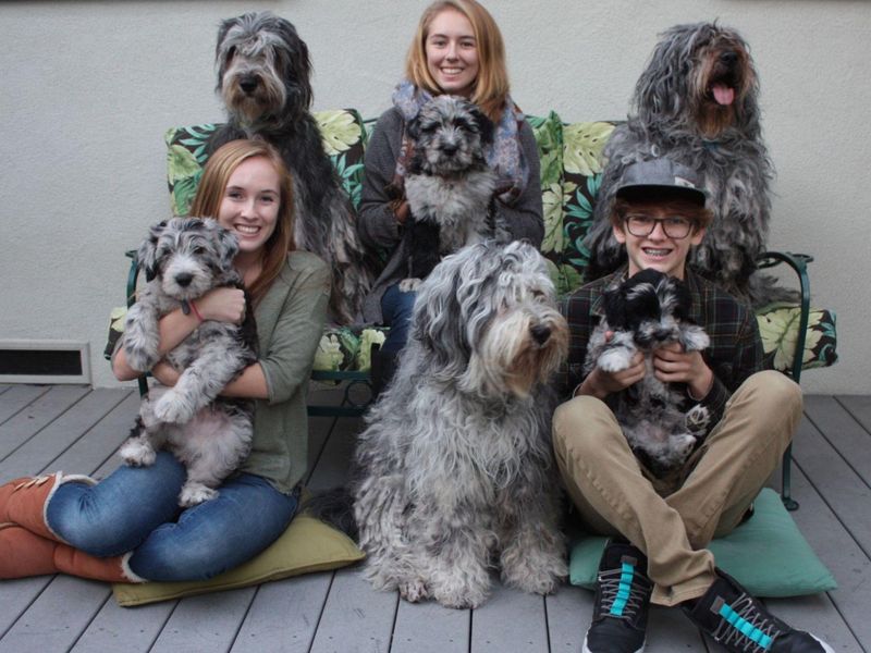 Bergamasco Sheepdog