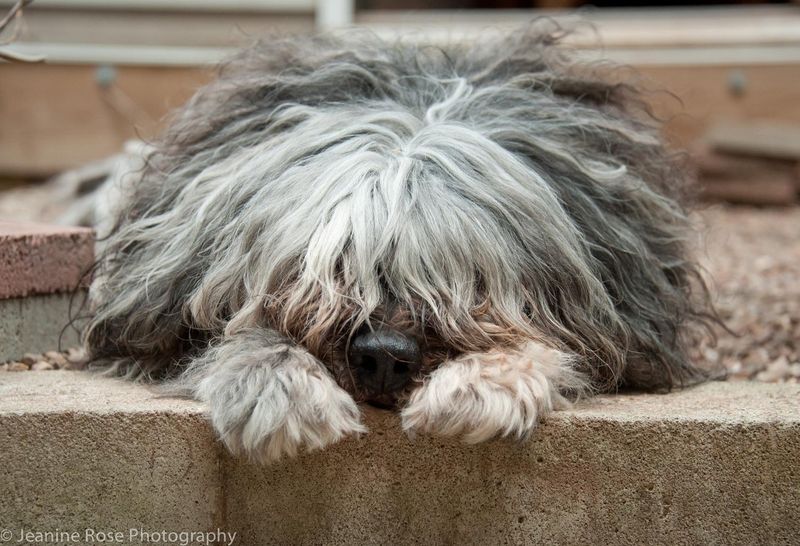 Bergamasco Shepherd