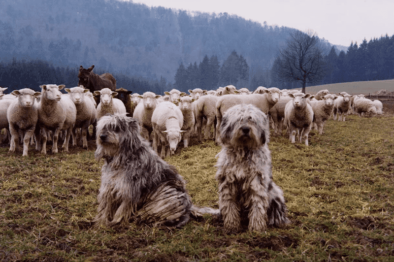Bergamasco