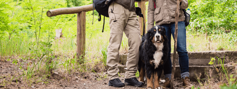Bernese Mountain Dog