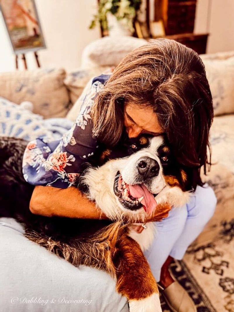 Bernese Mountain Dog
