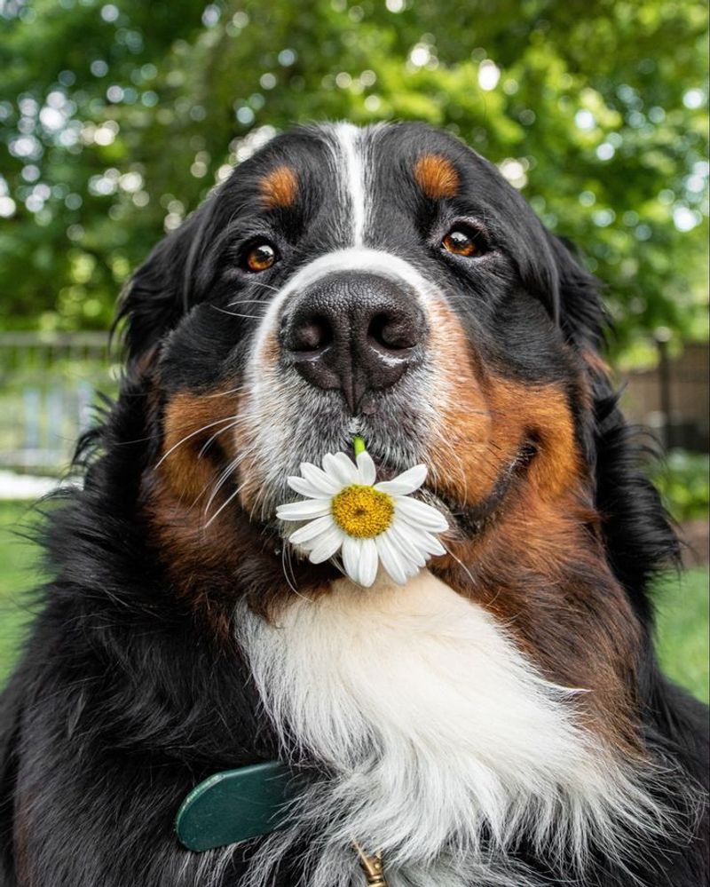 Bernese Mountain Dog