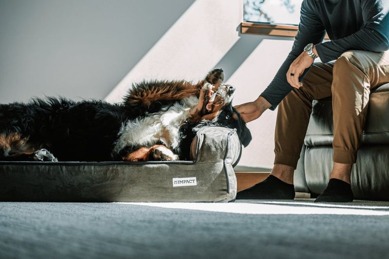 Bernese Mountain Dog