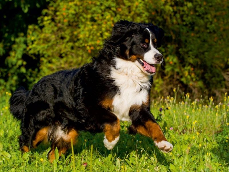 Bernese Mountain Dog