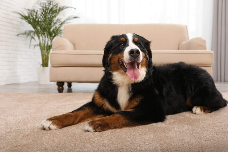Bernese Mountain Dog