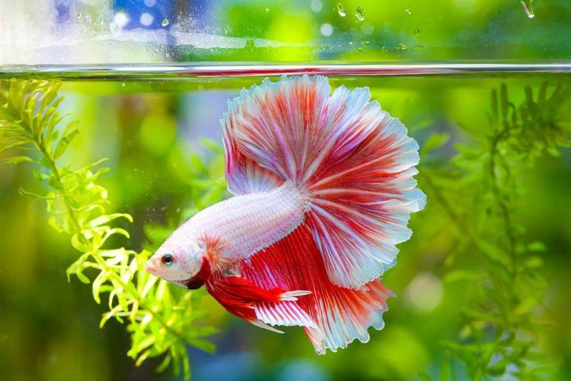 Betta Fish