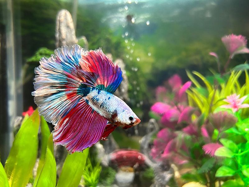 Betta Fish