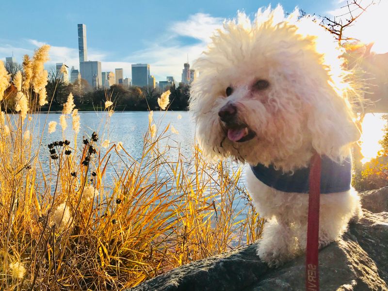 Bichon Frise