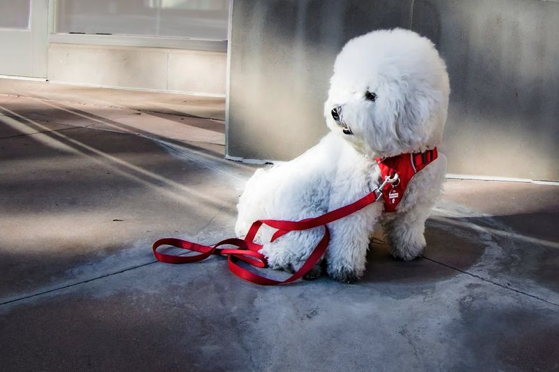 Bichon Frise