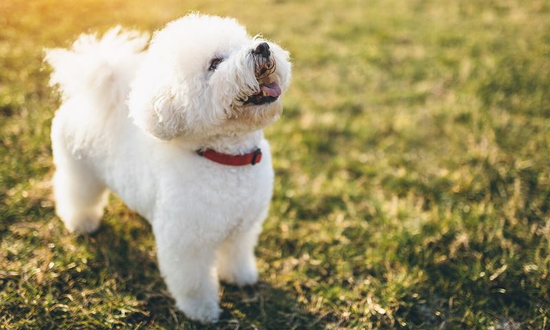 Bichon Frise