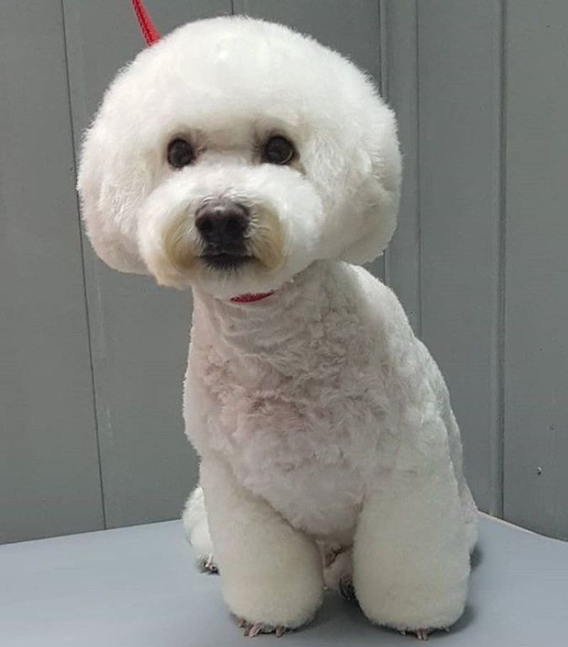 Bichon Frise
