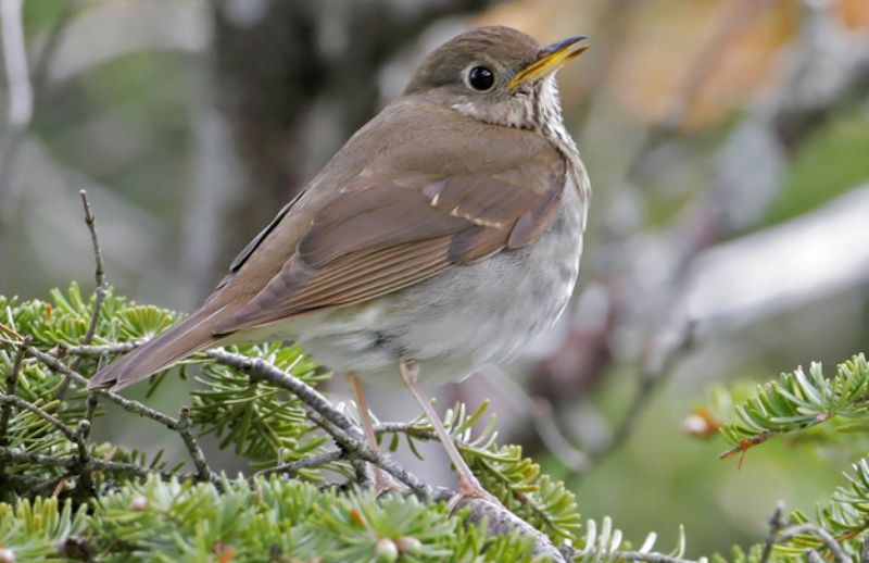 Bicknell's Thrush