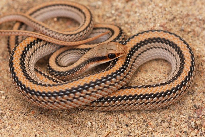 Big Bend Patchnose Snake