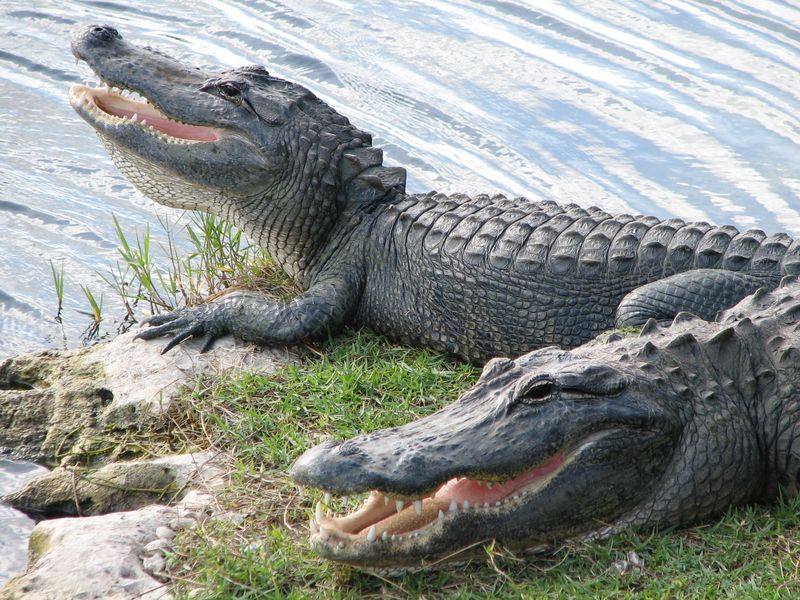 Big Cypress National Preserve