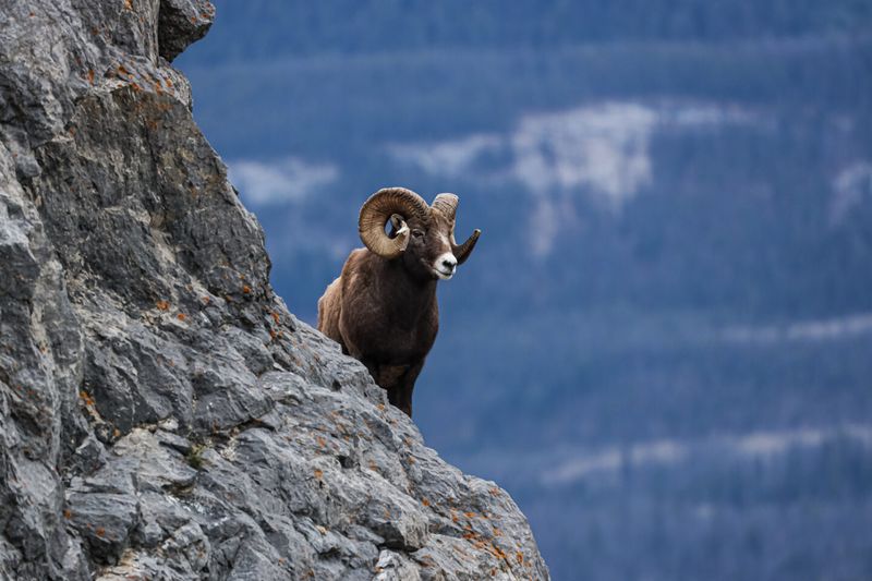 Bighorn Sheep