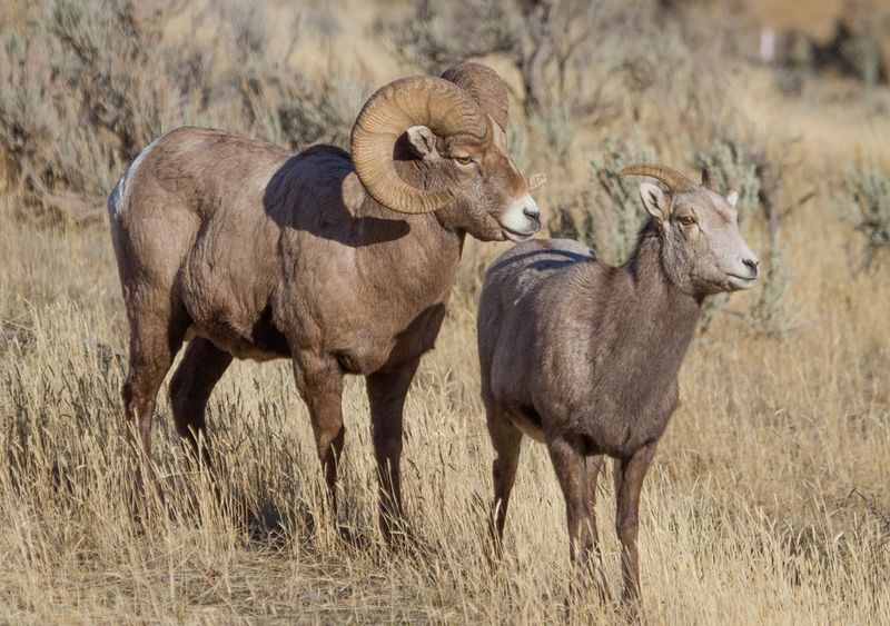 Bighorn Sheep Climbing