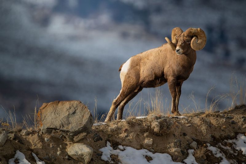 Bighorn Sheep on Trail Ridge Road