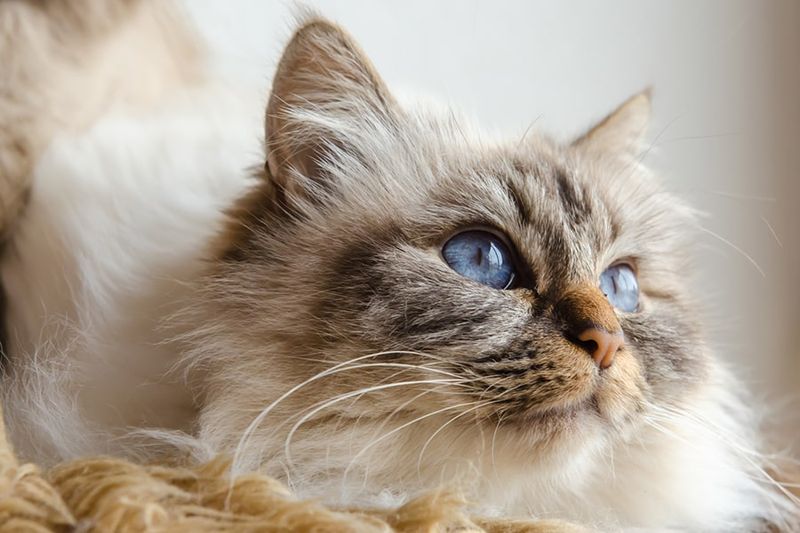 Birman