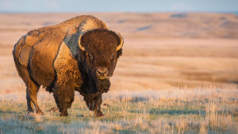 Bison
