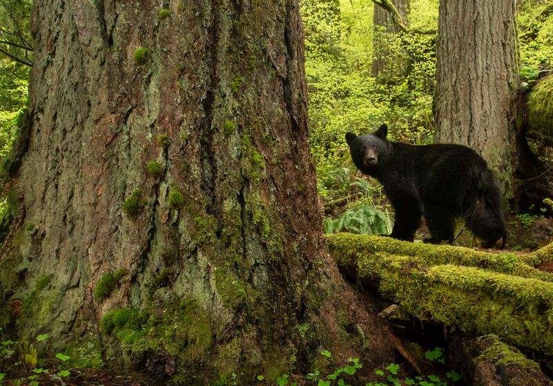 Black Bear