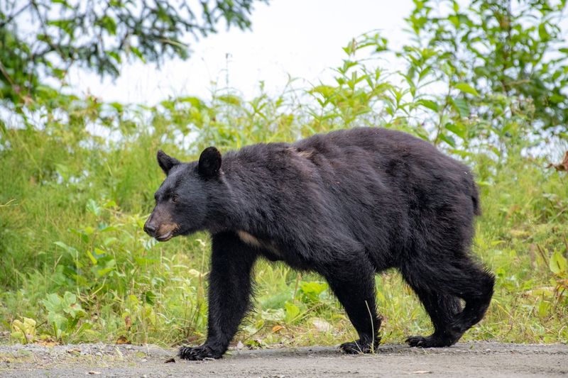 Black Bear