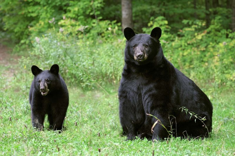 Black Bear