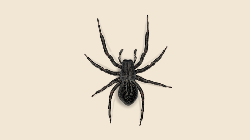 Black House Spider
