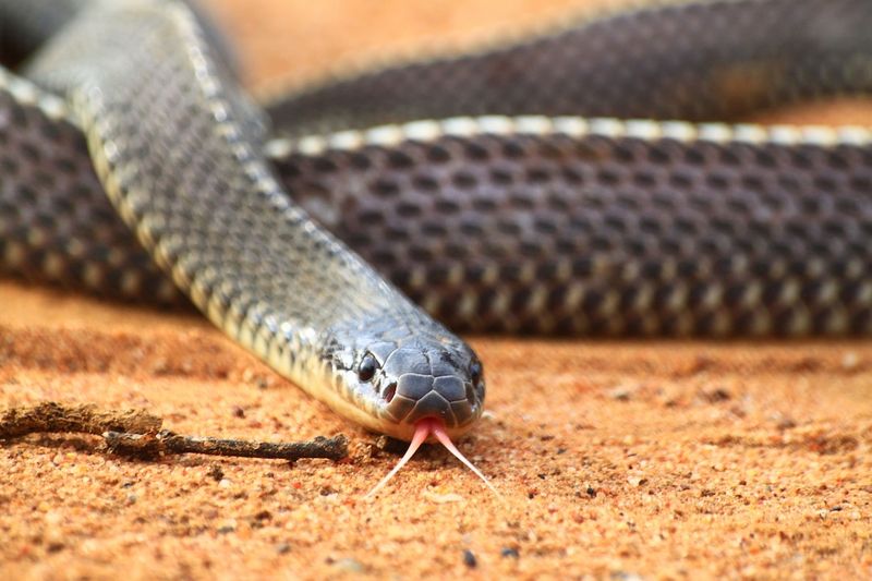Black Mamba's Speed