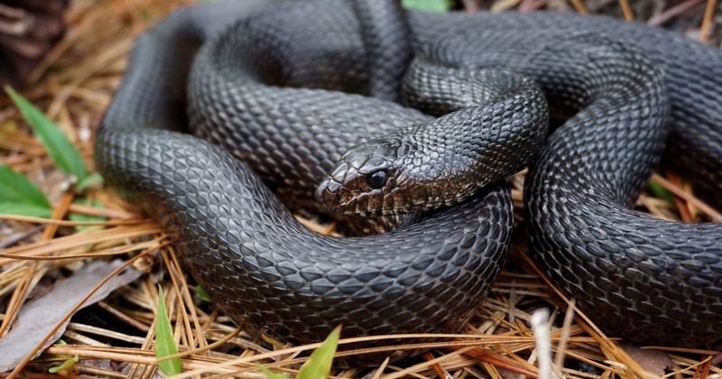 Black Pine Snake