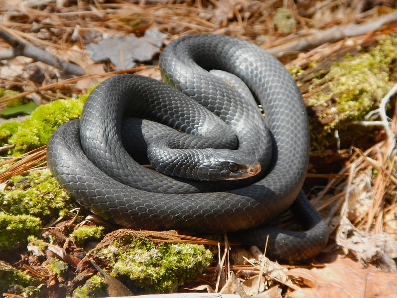 Black Racer