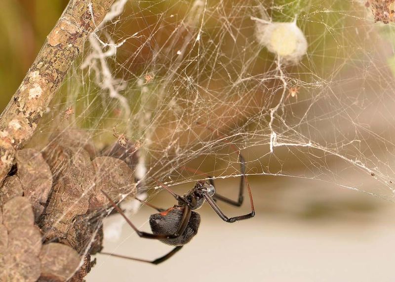 Black Widow Spider
