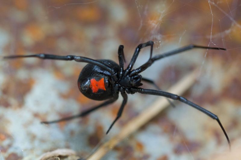 Black Widow Spider