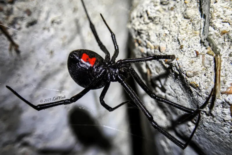 Black Widow