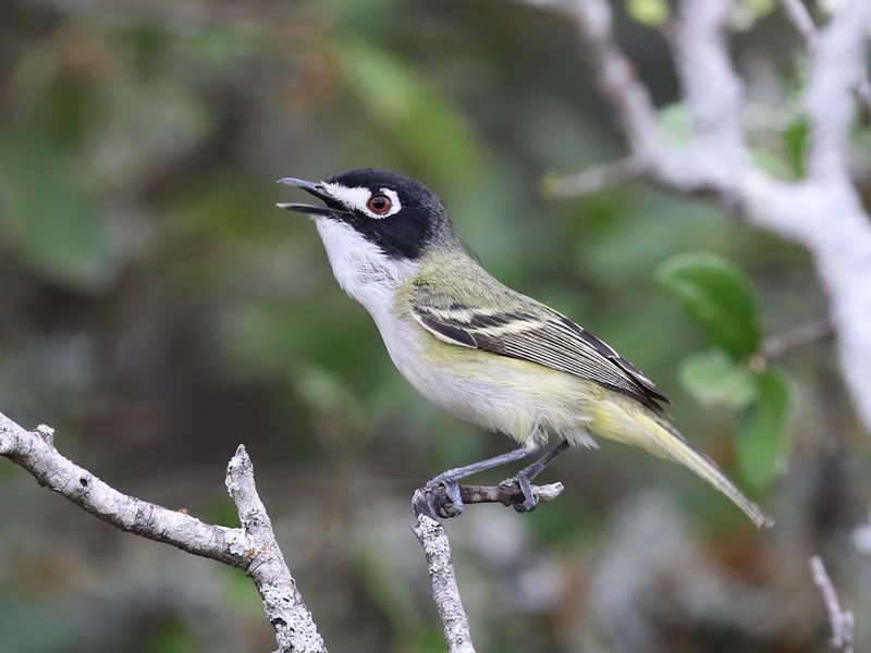 Black-capped Vireo