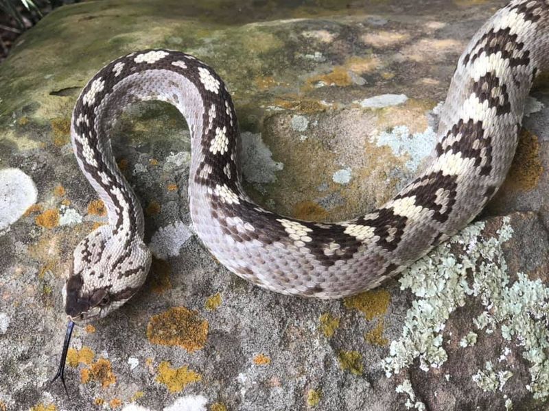 Black-tailed Rattlesnake